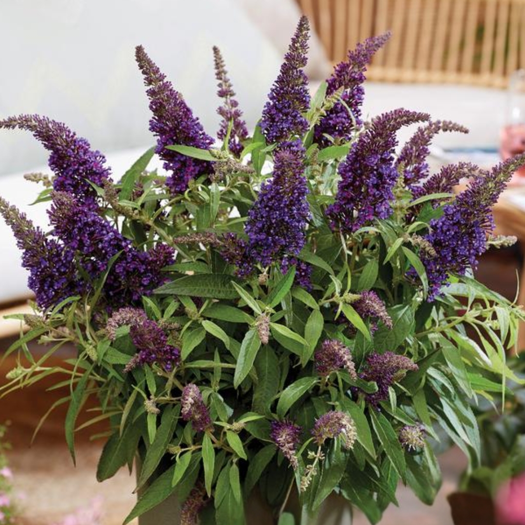 Li'l Grape Butterfly Bush in a pot