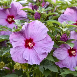 Lilac Crush Hibiscus