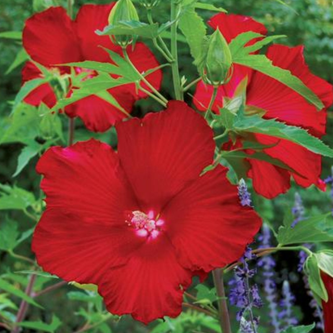 Lord Baltimore Hibiscus