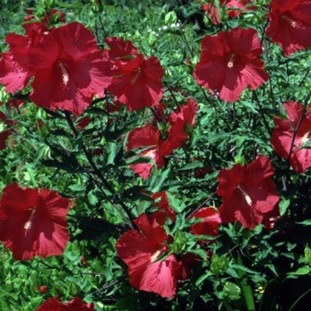 Lord Baltimore Hibiscus full of blooms