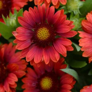 Mesa Red Blanket Flower