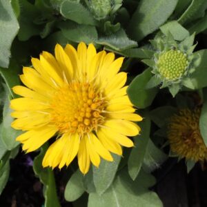 Mesa Yellow Blanket Flower