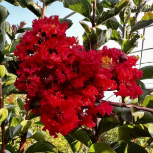 Miss Frances Crape Myrtle