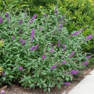Miss Violet Butterfly Bush