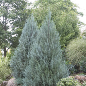 Moonglow Juniper
