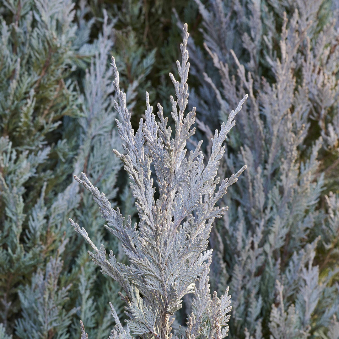 Moonglow Juniper tree up close