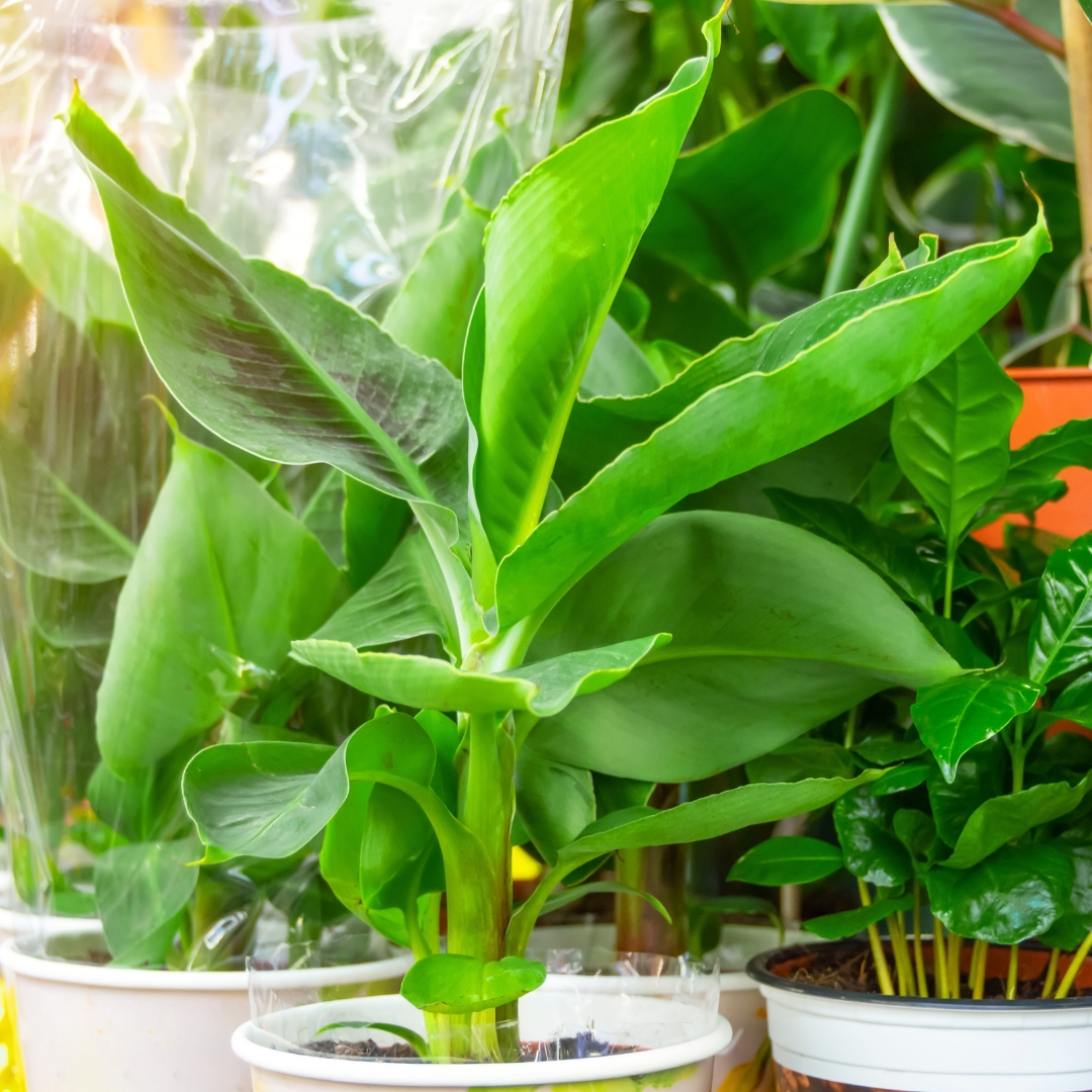 Banana Plant in a pot