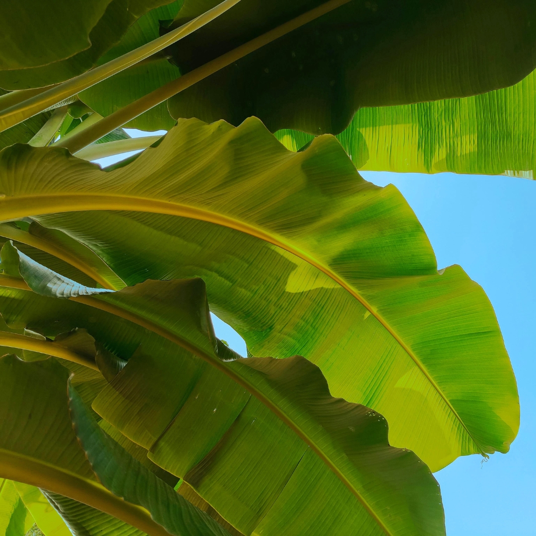 Banana Plant leaves