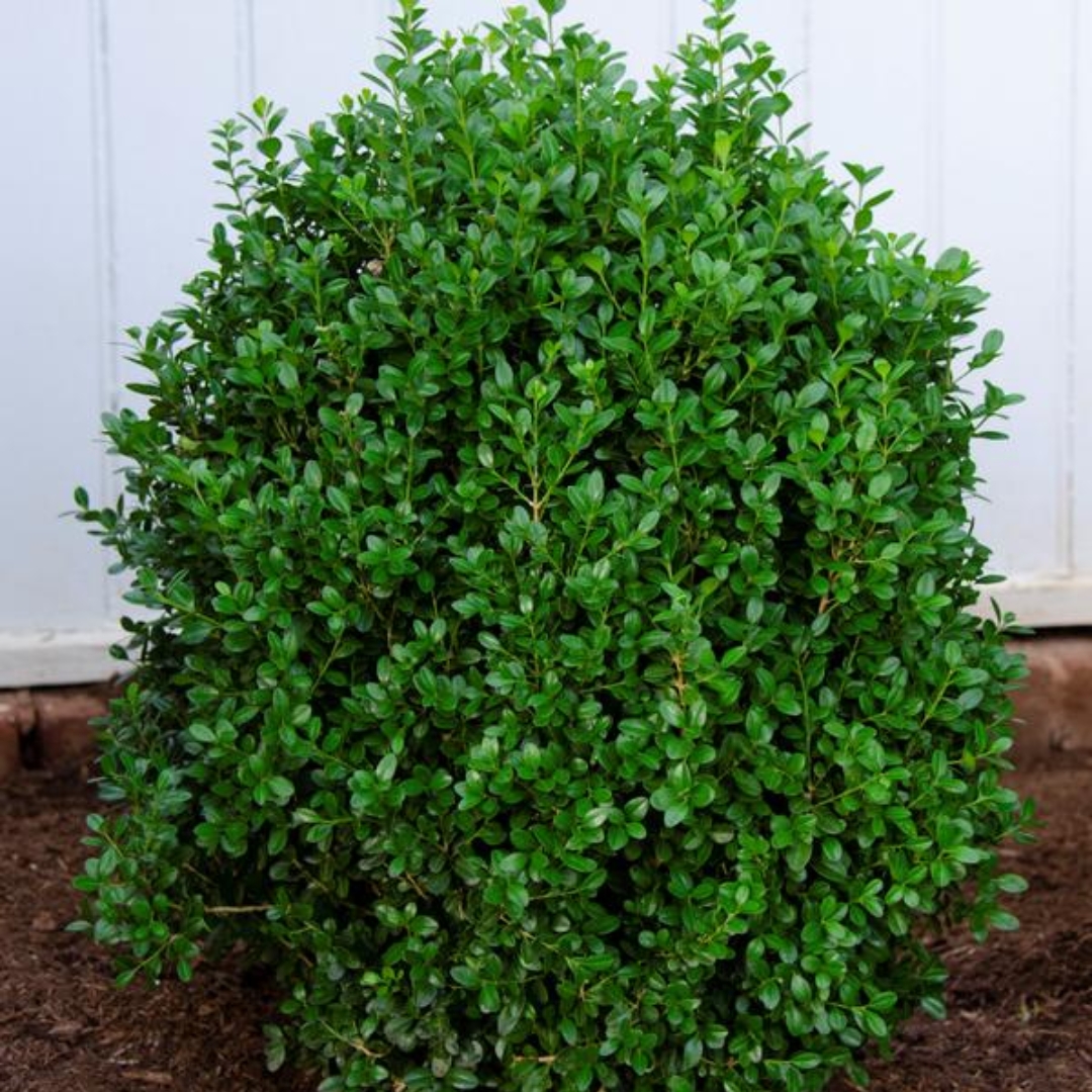 NewGen Freedom Boxwood shrub in garden