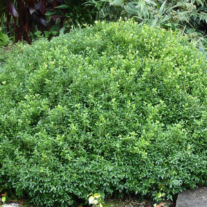 NewGen Liberty Belle Boxwood