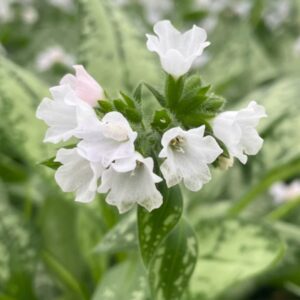 Opal Lungwort