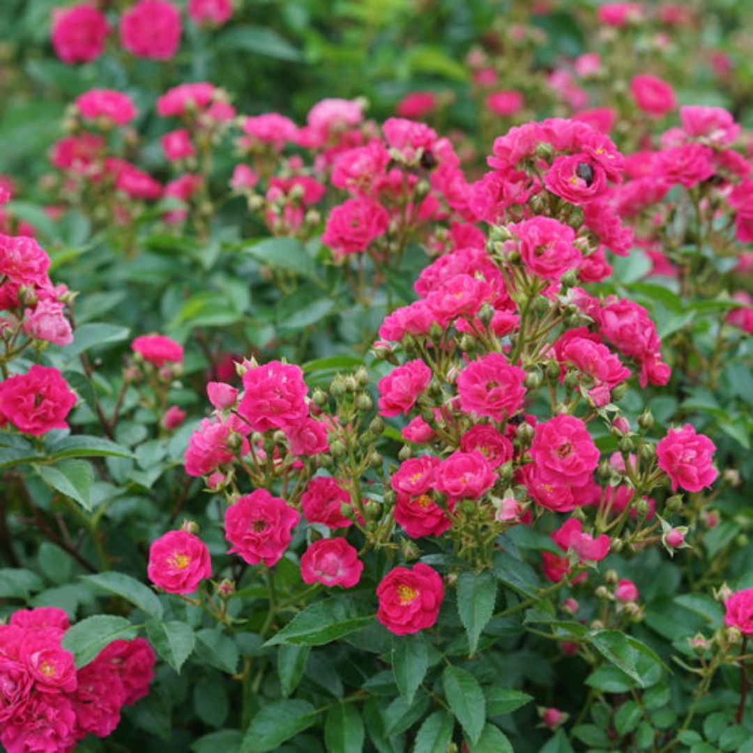 Oso Easy Peasy Rose shrub foliage and flowers