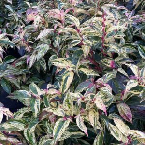 Paisley Pup Leucothoe