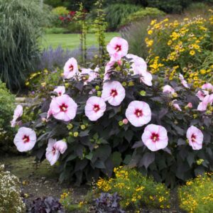 Perfect Storm Hibiscus