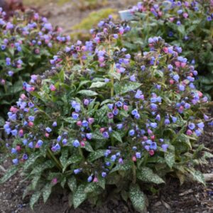 Pink-A-Blue Lungwort