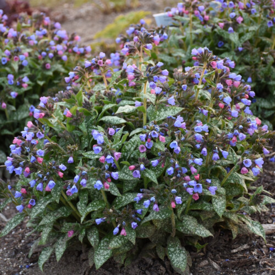 Pink-A-Blue Lungwort
