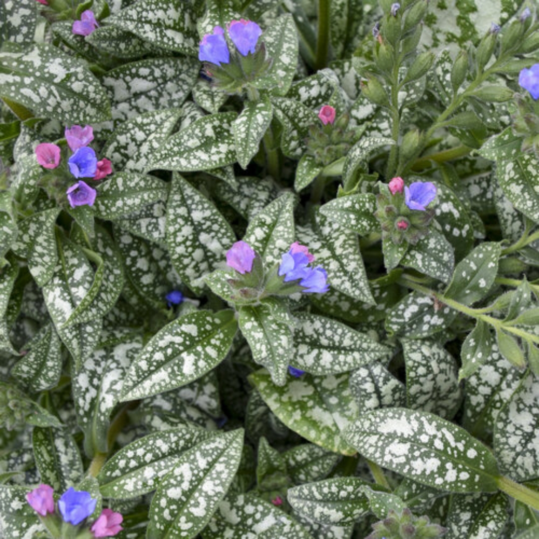 Pink-A-Blue Lungwort flowers and foliage