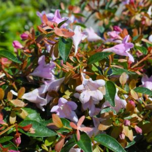 Pink Pong Abelia