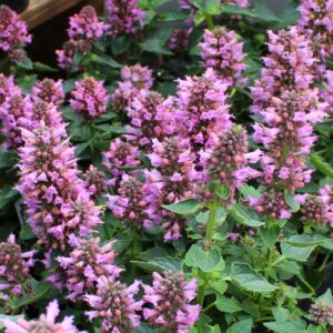 Poquito Lavender Hummingbird Mint