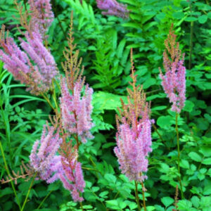 Purple Candles False Spirea