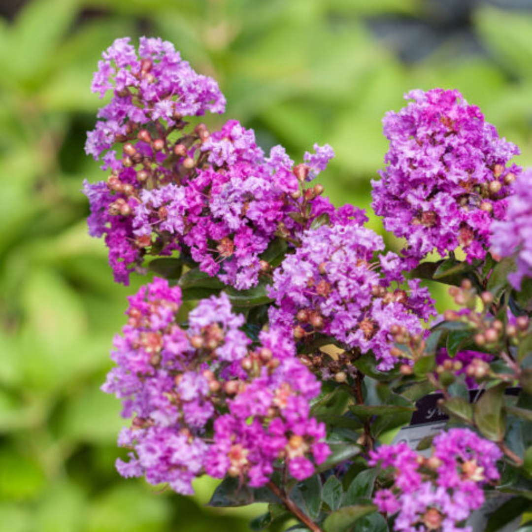 Purple Magic Crape Myrtle purple flowers clusters