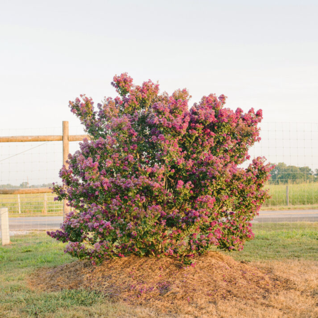Purple Magic Crape Myrtle shrub planted in landscape
