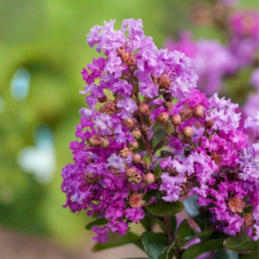Purple Magic Crape Myrtle blooms up close