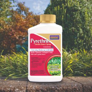 Bonide Pyrethrin Garden Insect Spray Concentrate