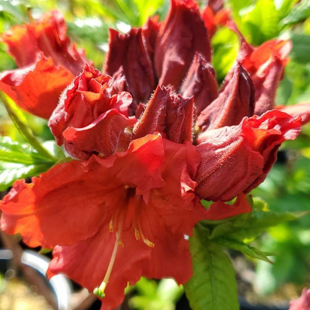 Red Demon Azalea - Image 2