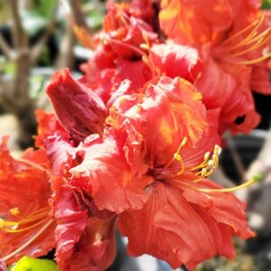 Red Demon Azalea