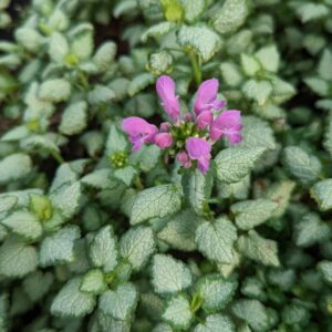 Red Nancy Dead Nettle