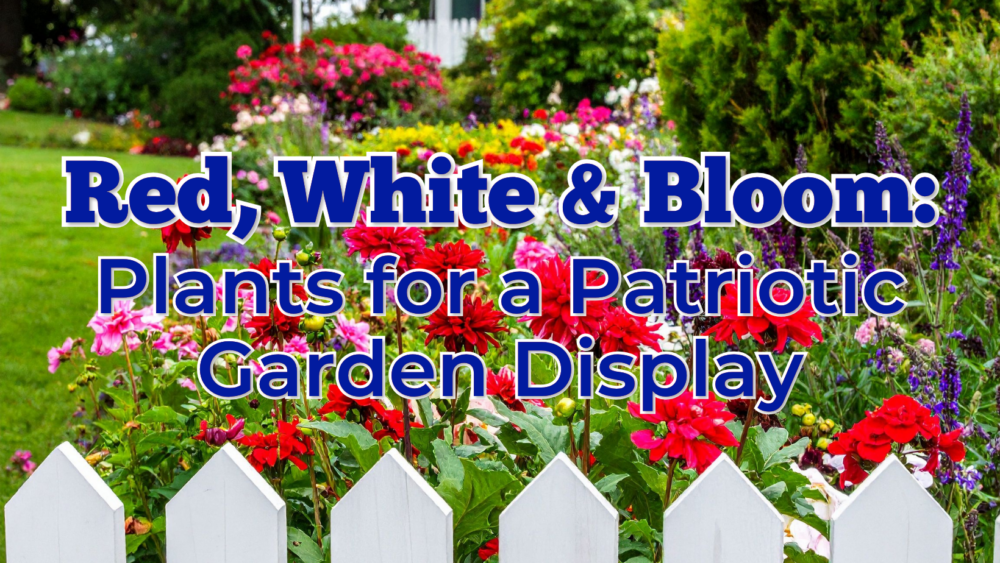 Red, White & Bloom: Plants for a Patriotic Garden Display