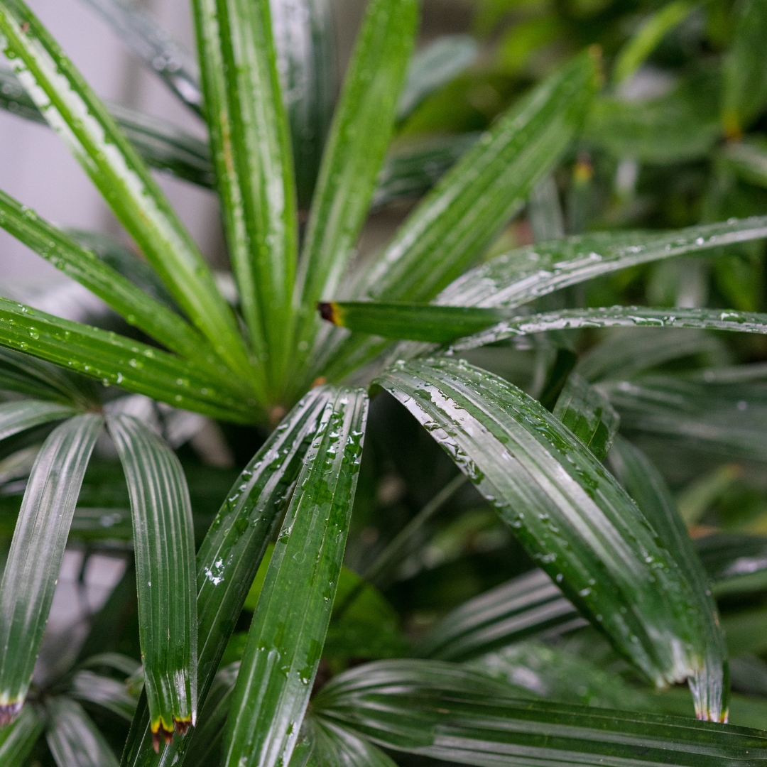 Lady Palm - Image 2
