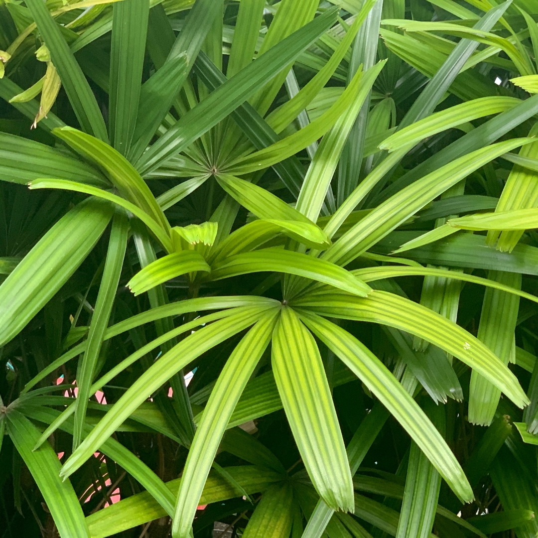 Rhapis Palm fronds close up