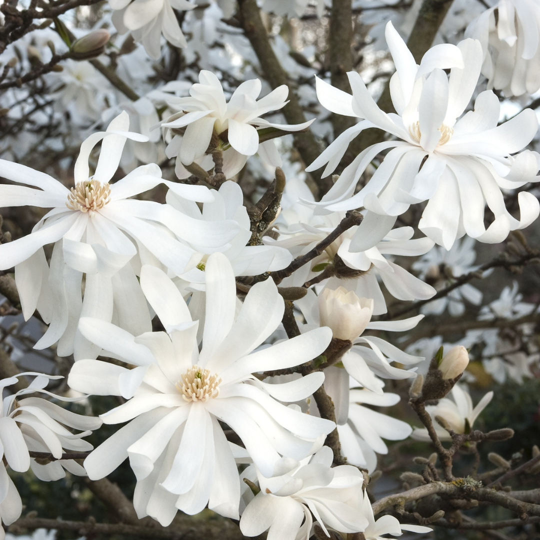 Royal Star Magnolia flower cluster