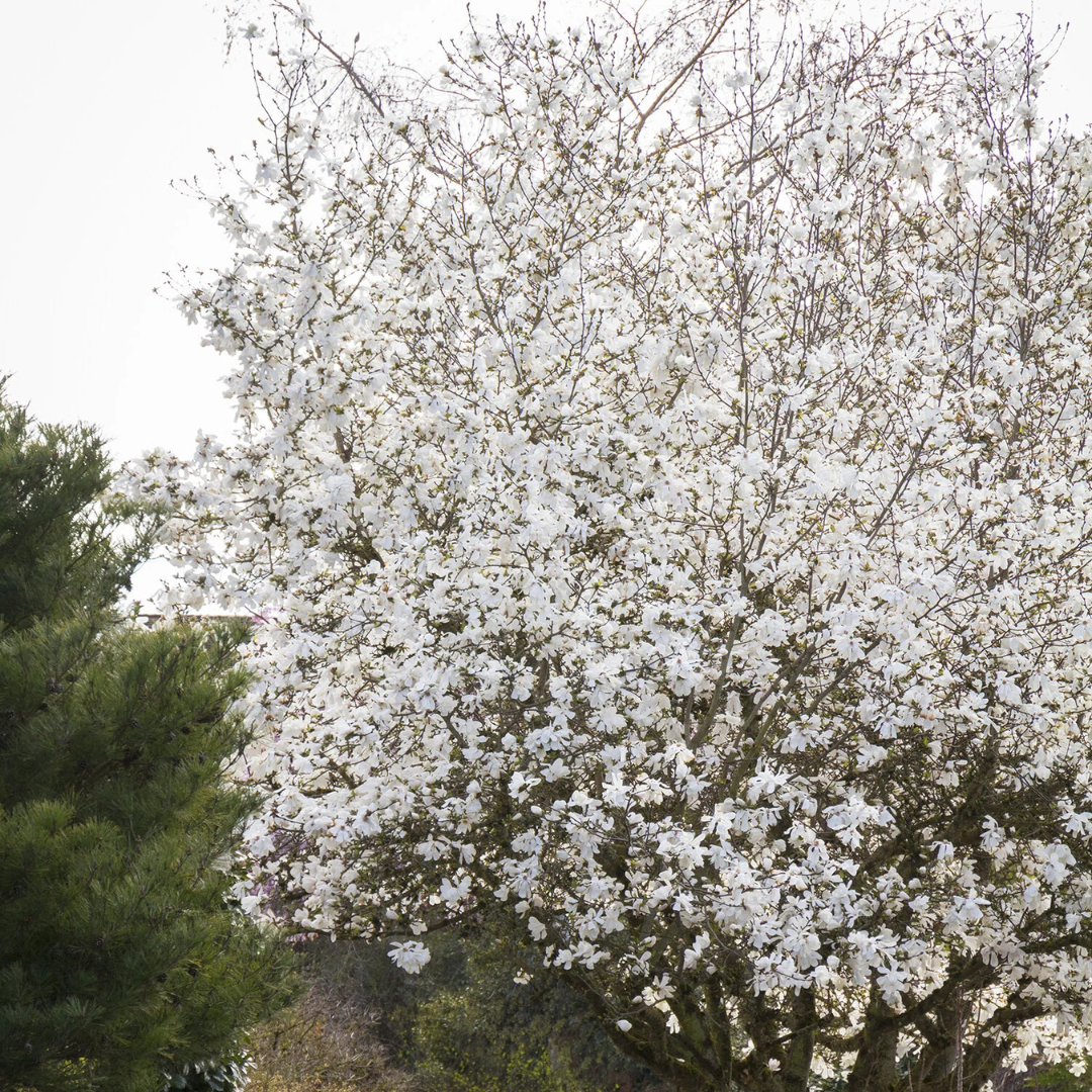 Established Royal Star Magnolia tree flowering