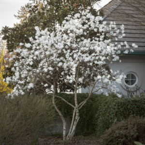 Royal Star Magnolia