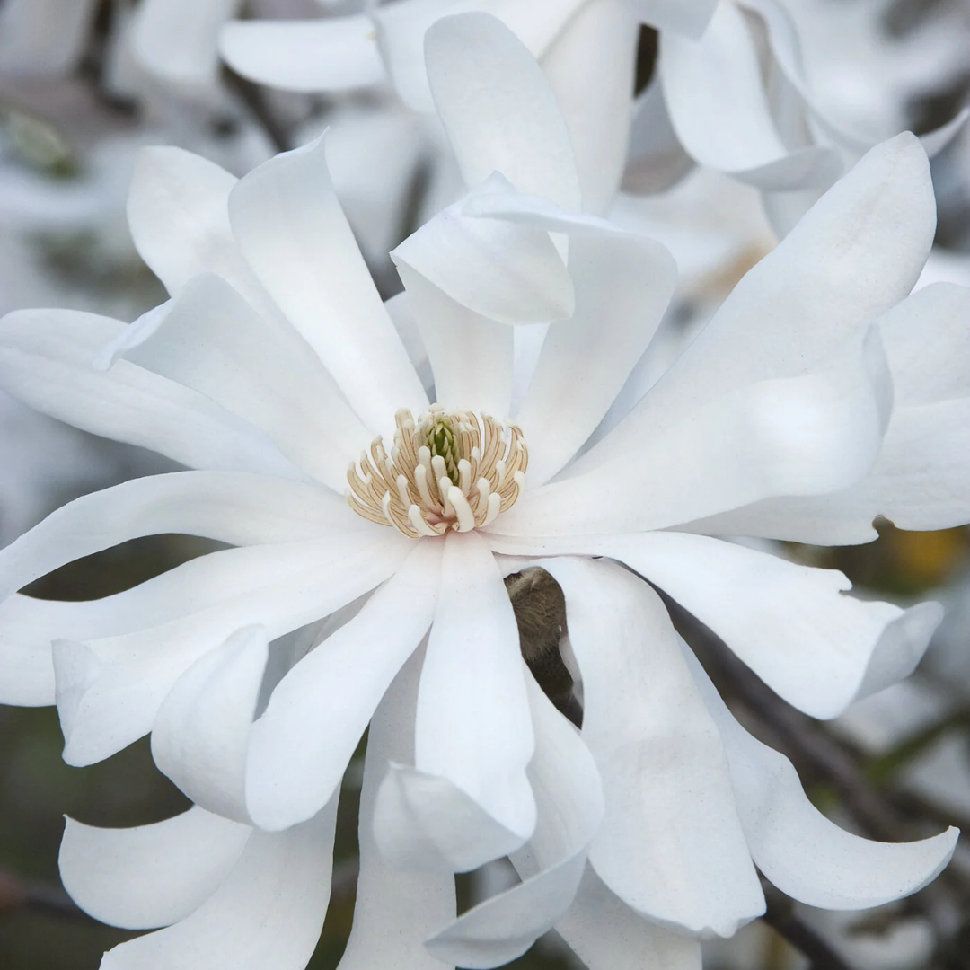 Royal Star Magnolia flower up close