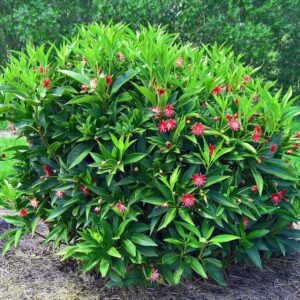 Scorpio Anise