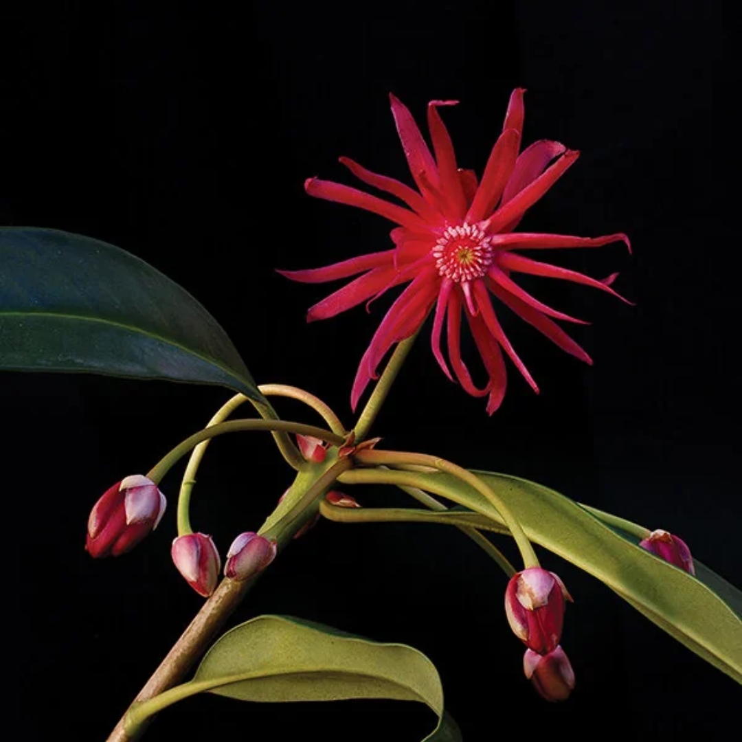 Scorpio Anise flower up close
