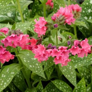 Shrimps On The Barbie Lungwort