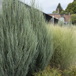 Sky Rocket Juniper