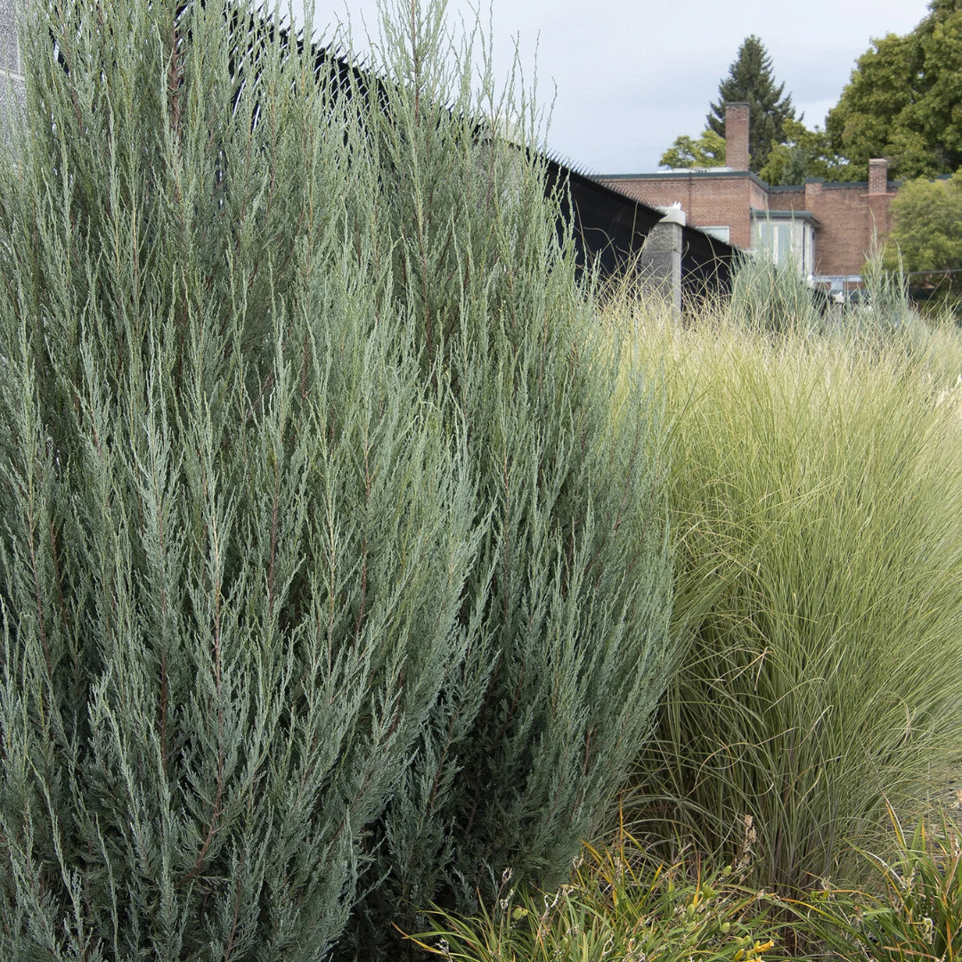 Mature Sky Rocket Juniper in landscape