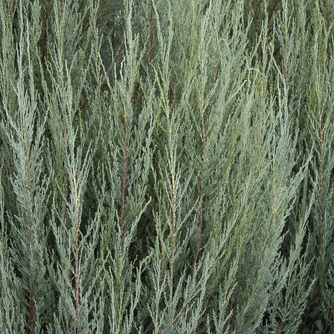 Sky Rocket Juniper foliage up close