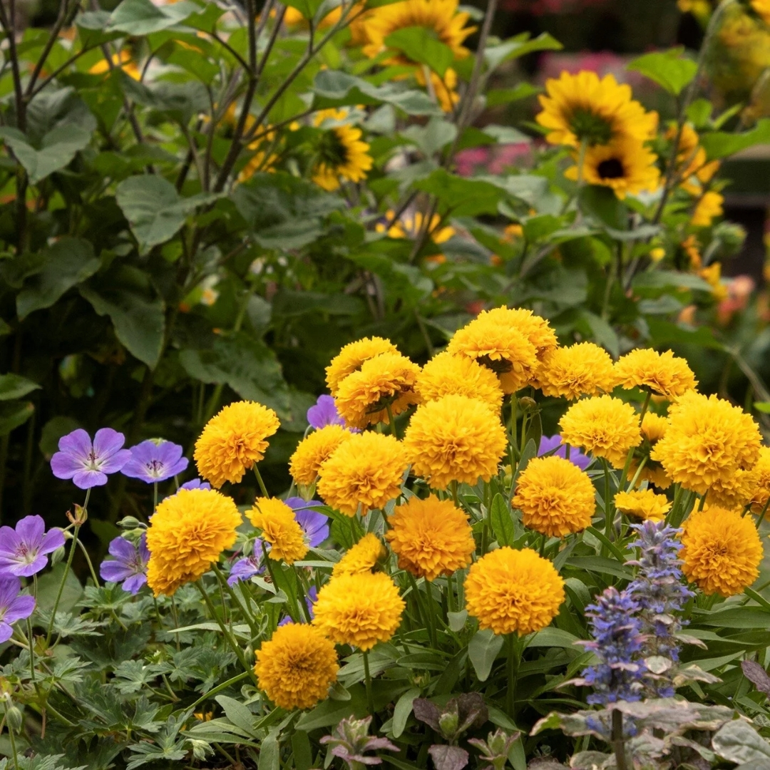 Solanna Golden Sphere Coreopsis - Image 2