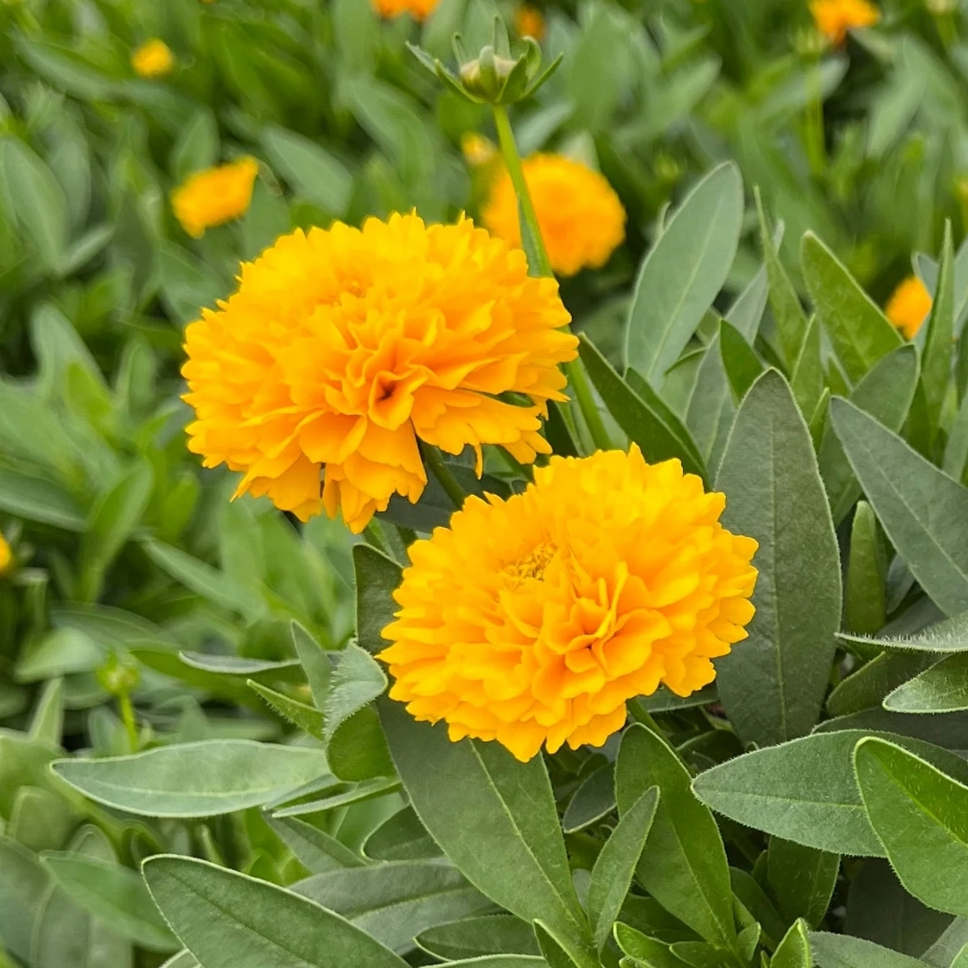 Solanna Golden Sphere Coreopsis flowers up close