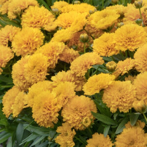 Solanna Golden Sphere Coreopsis