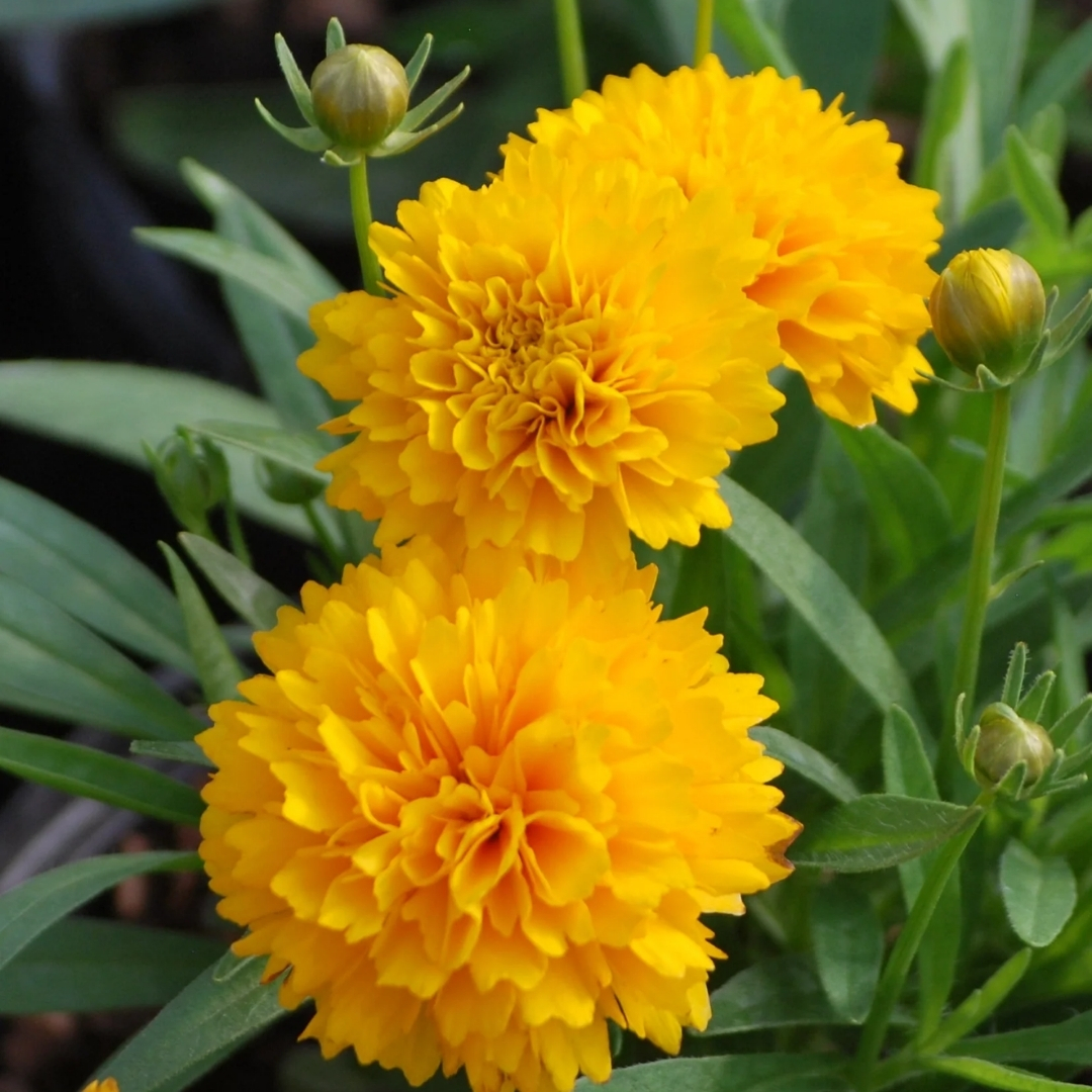 Solanna Golden Sphere Coreopsis flowers up close