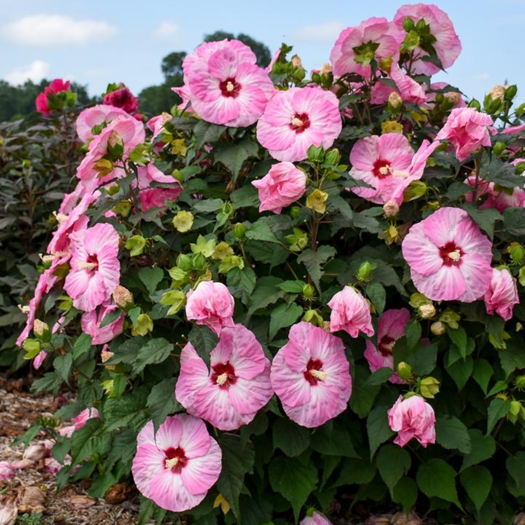 Spinderella Hibiscus full of blooms