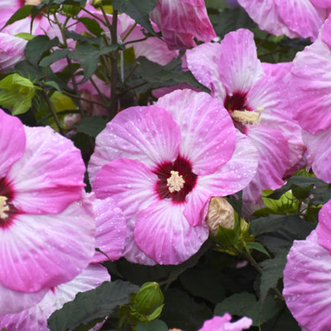 Spinderella Hibiscus flowers